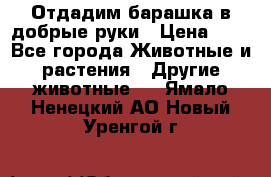 Отдадим барашка в добрые руки › Цена ­ 1 - Все города Животные и растения » Другие животные   . Ямало-Ненецкий АО,Новый Уренгой г.